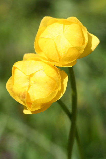 Flora Alpina delle Alpi Occidentali